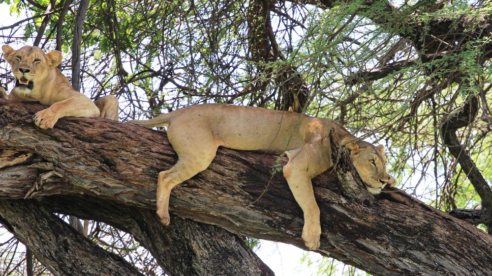 Elewana Elsa’s Kopje Meru